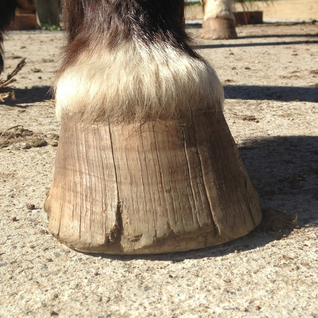 HORSE HOOF WALL CRACKS - Vertical Surface Cracks