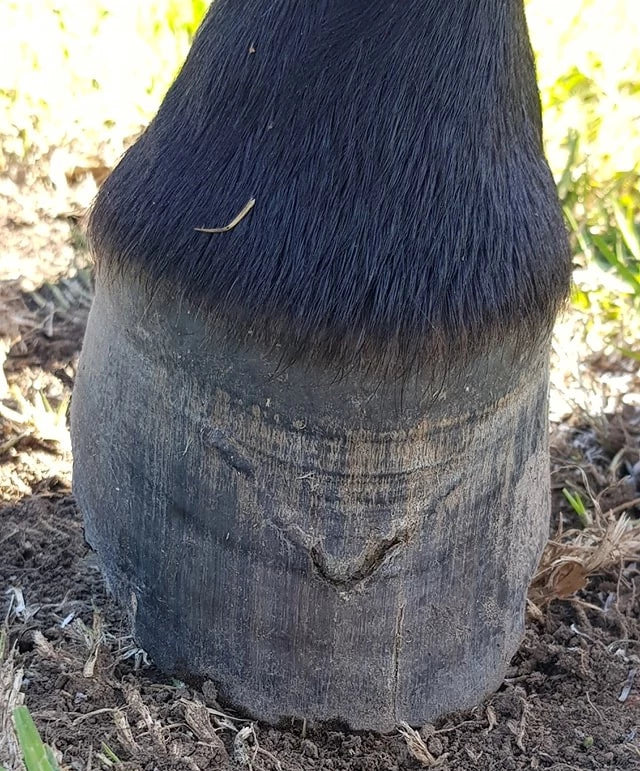 FUNGAL Infections of the Coronet Band and Hoof Wall in Horses