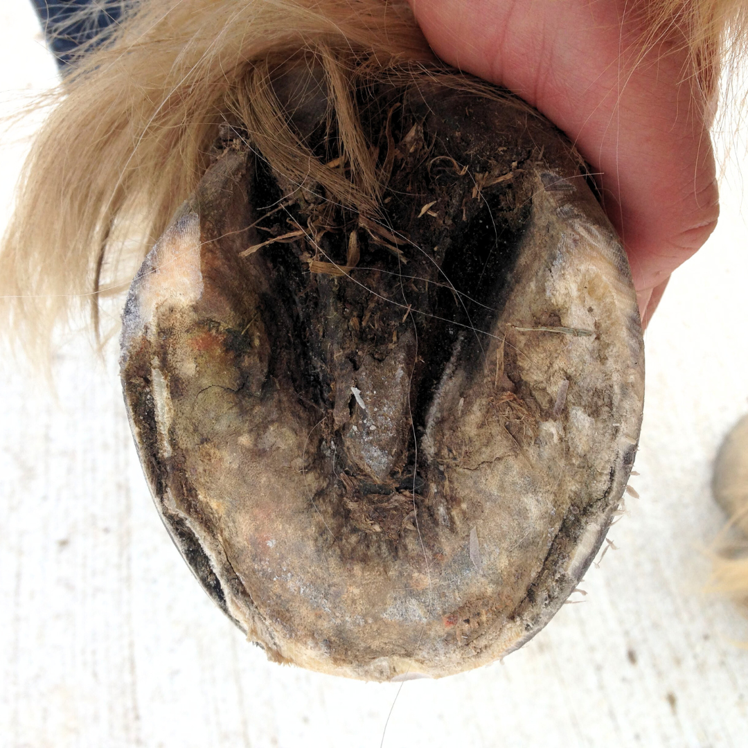 HOOF WALL SEPARATION
