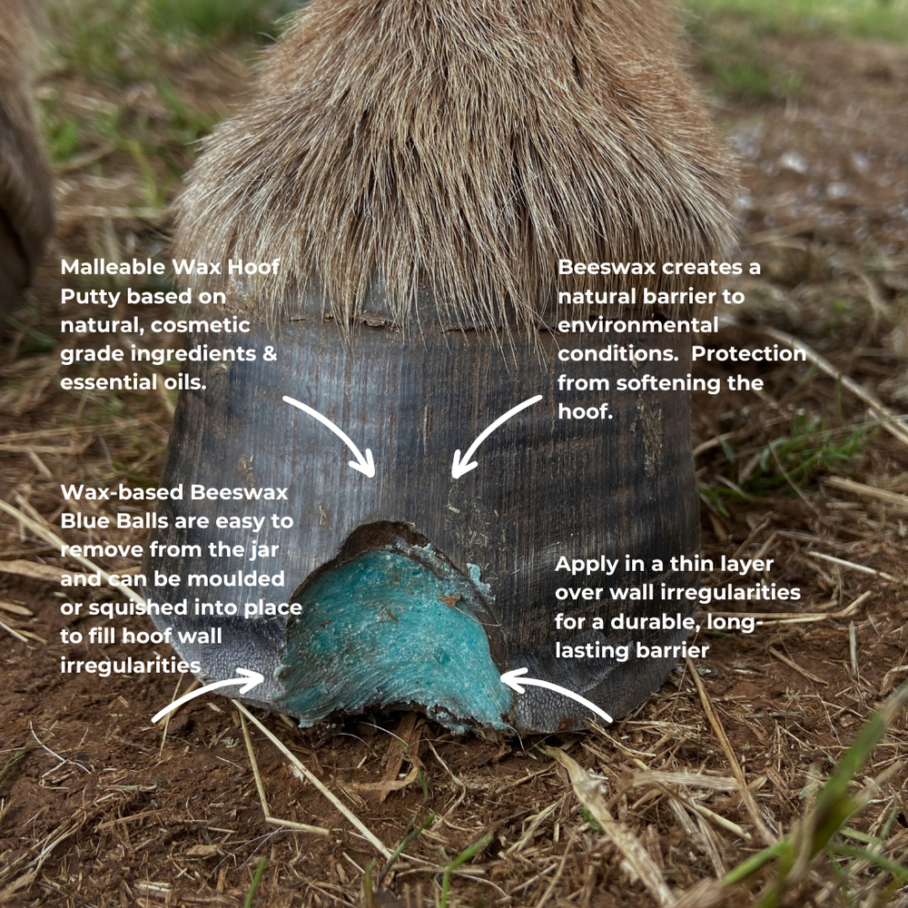 Blue Balls applied to seedy toe on horse hoof as part of hoof care routine