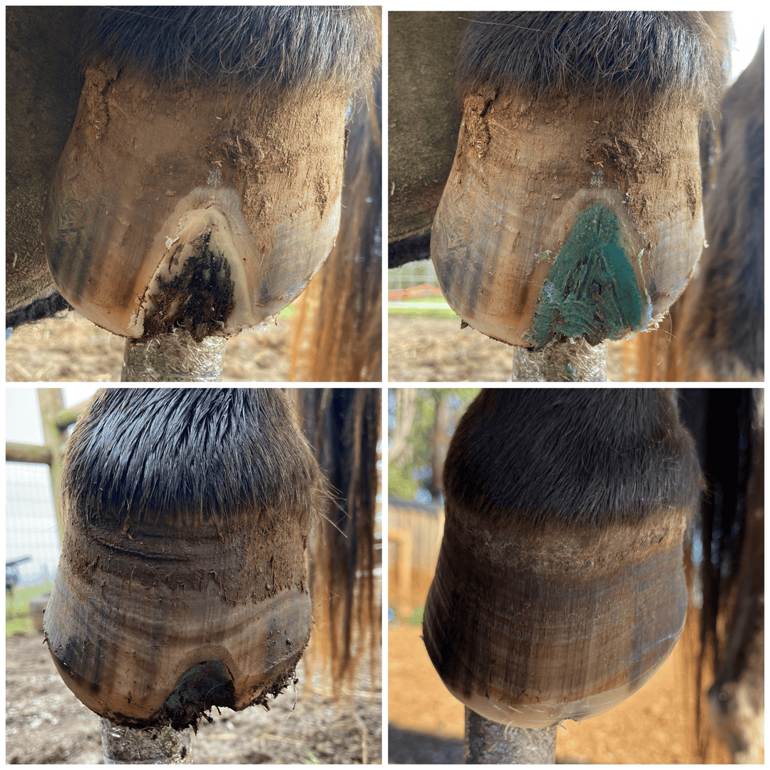 Beeswax Blue Balls seedy toe treatment for horses, applied directly to hoof cracks and separation for targeted hoof care