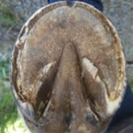Hooves before soaking
