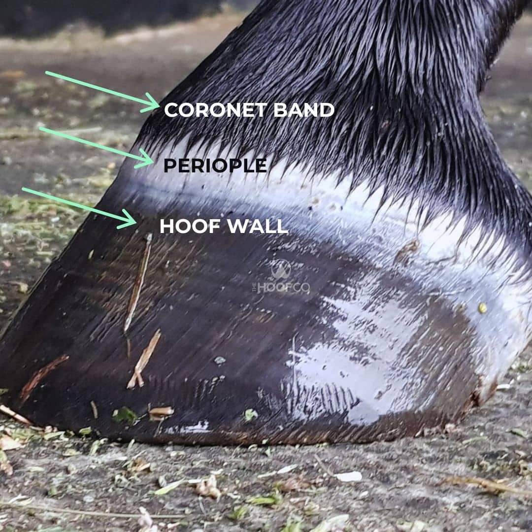 Coronet Band Damage in Horses: What's Really Going On at the Top of the Hoof