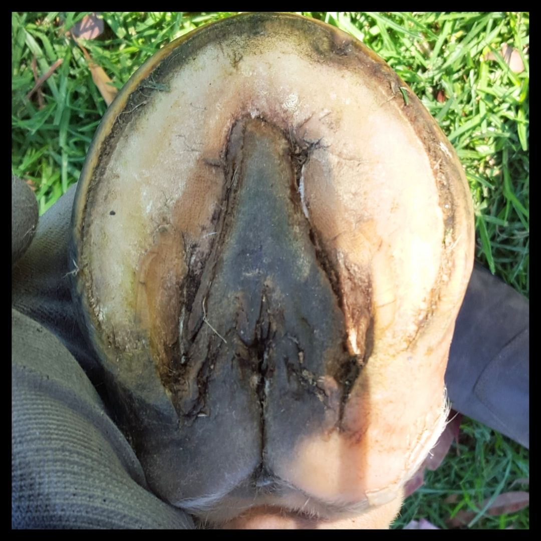 Deep Central Sulcus Thrush in Horse Hooves