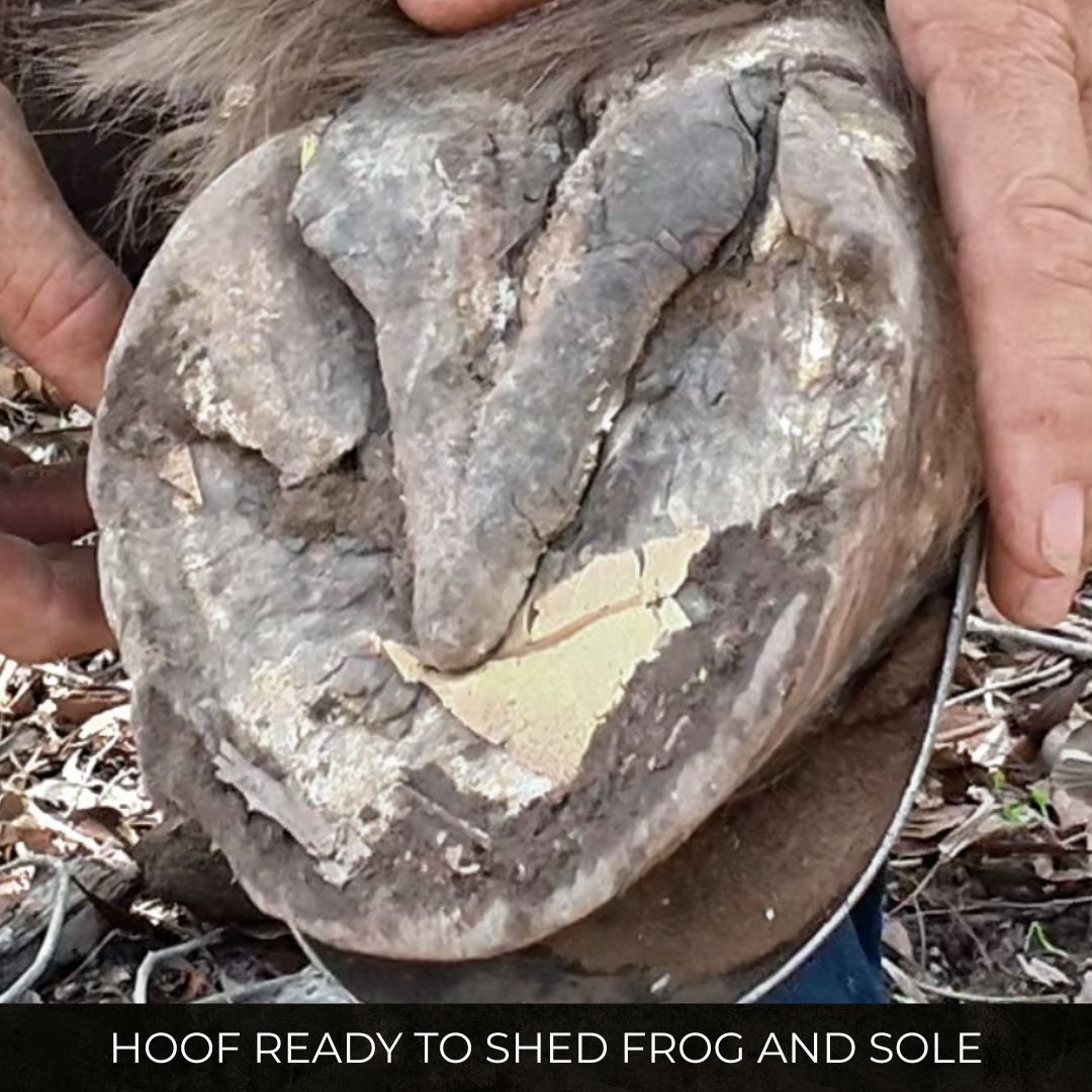 Horse hoof showing normal frog shedding during seasonal change in Australian horses
