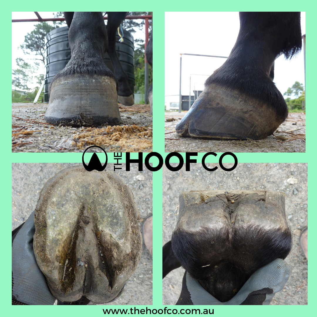 TAKING HOOF PHOTOS