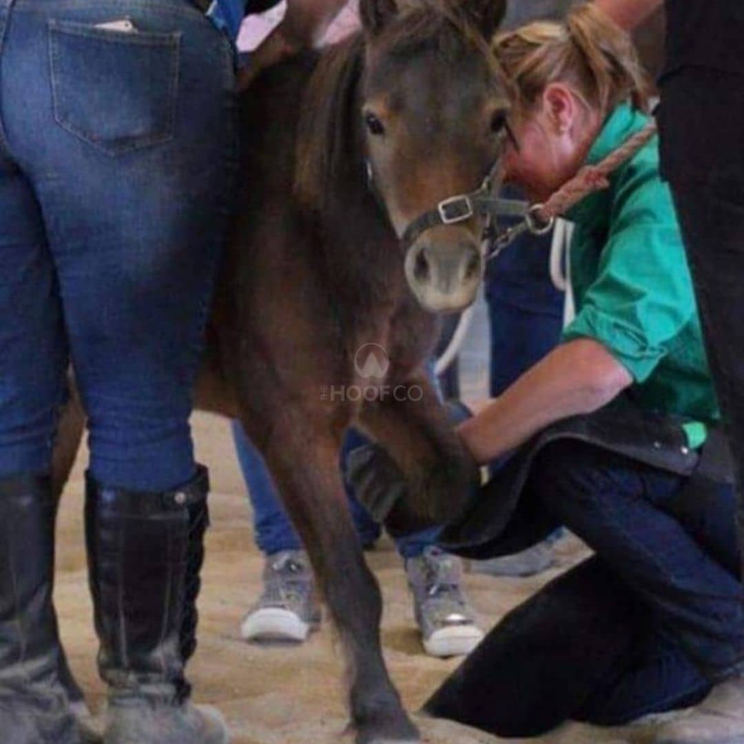 The Hoof Co: Australian Hoof Care Products Built From the Hoof Up
