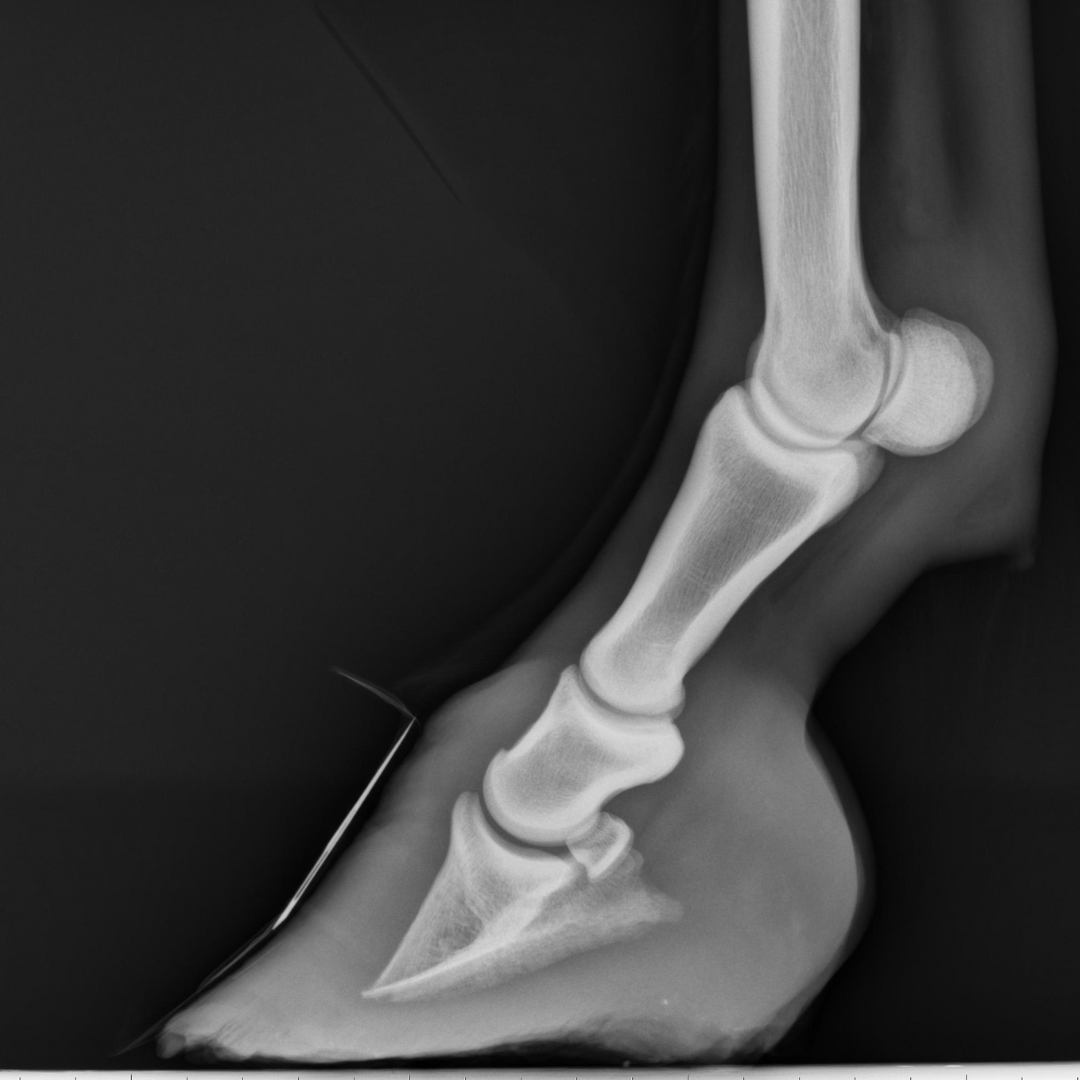 Radiograph of a horse hoof with laminitis The Hoof Co