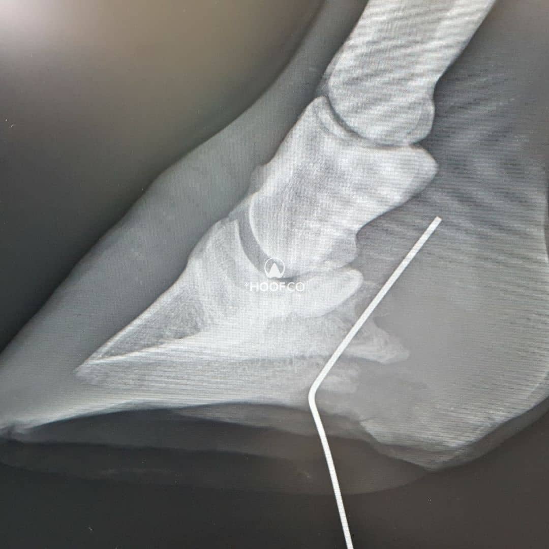 Horse Hoof Puncture Wound
