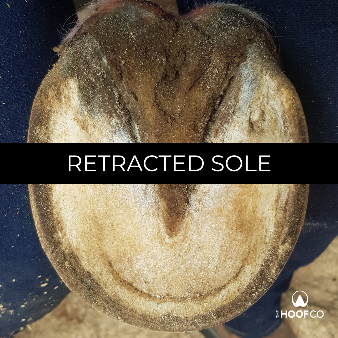 Retracted Soles in Horses: Signs, Causes and Hoof Care Support