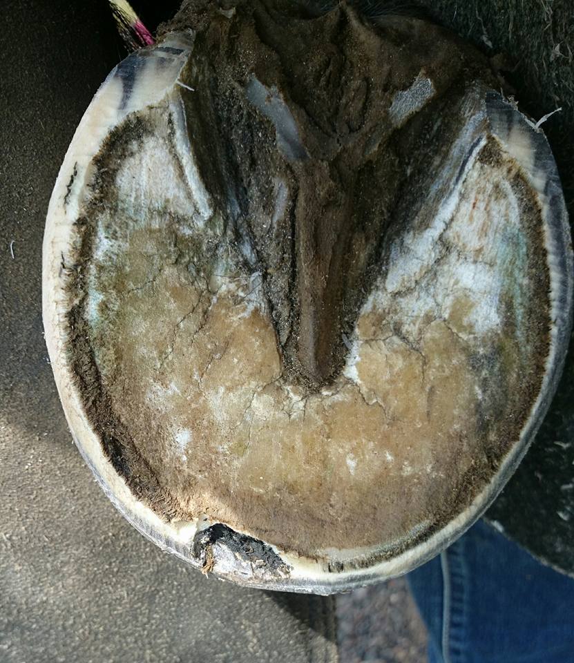 SEEDY TOE in Horses
