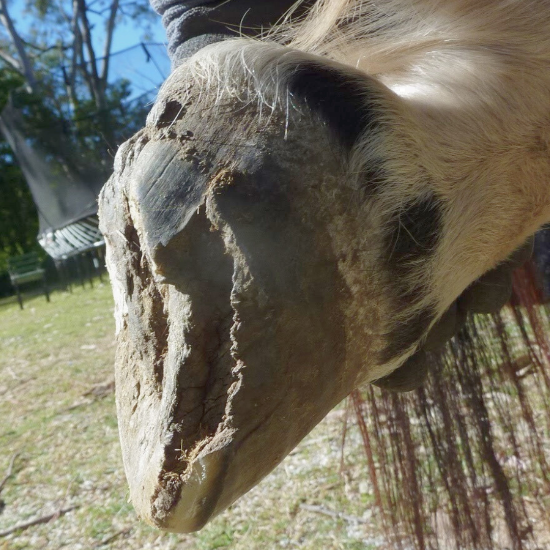 hoof wall crack in horses hoof eaten away by white line disease
