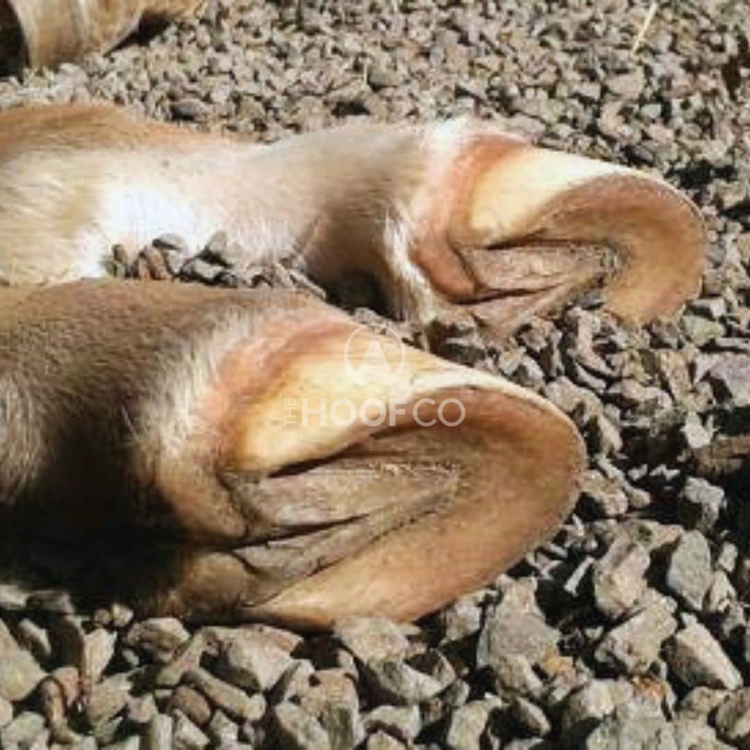 Healthy horse hoof frog open well developed broad through back of hoof
