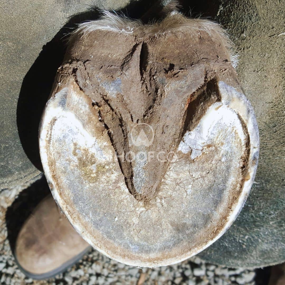 healthy horse hoof underneath ready for winter balanced structures