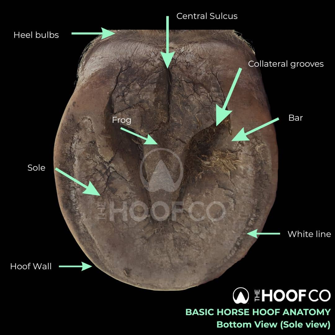 horse hoof anatomy bottom view labelled frog sole white line bars