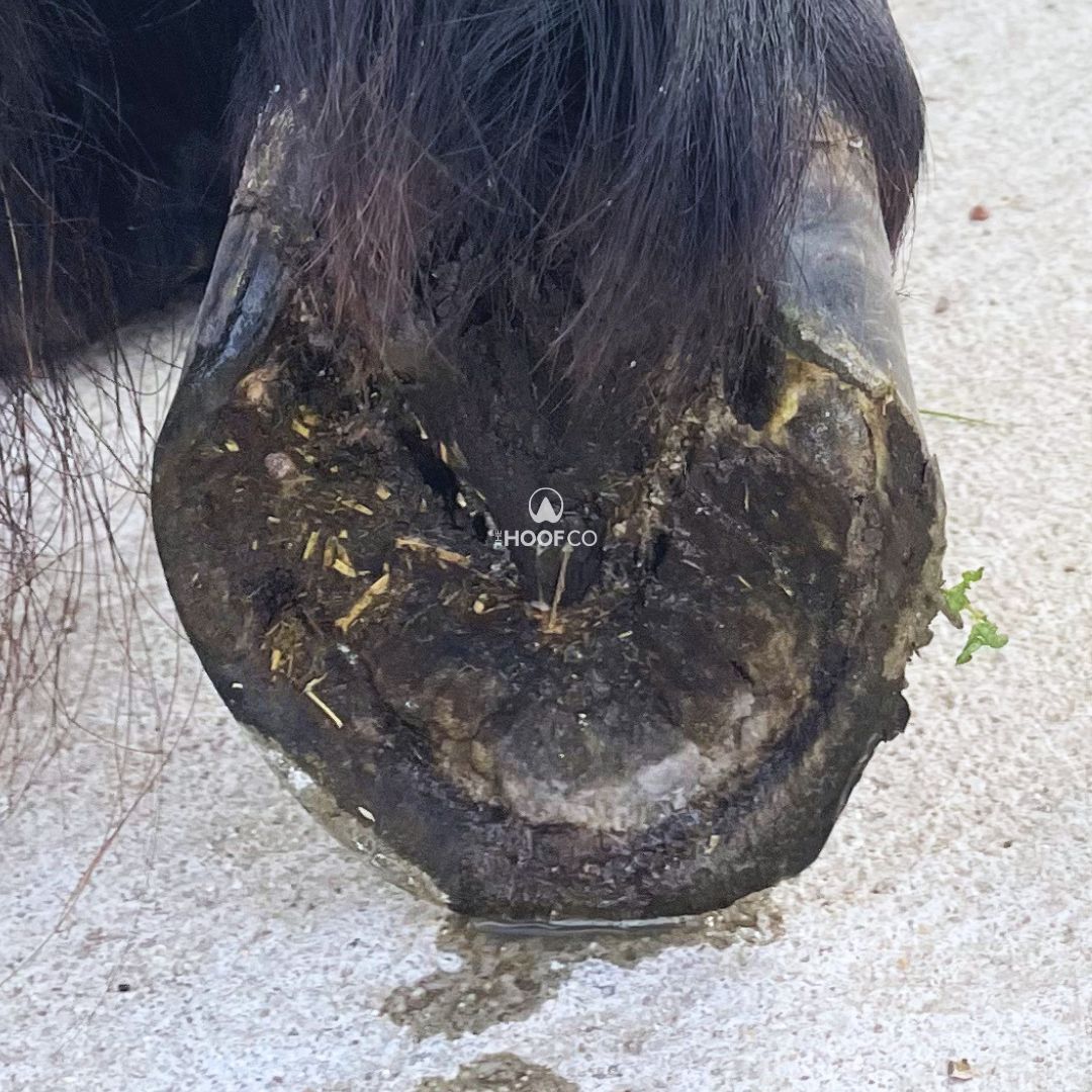 Horse hoof in winter showing hoof growth