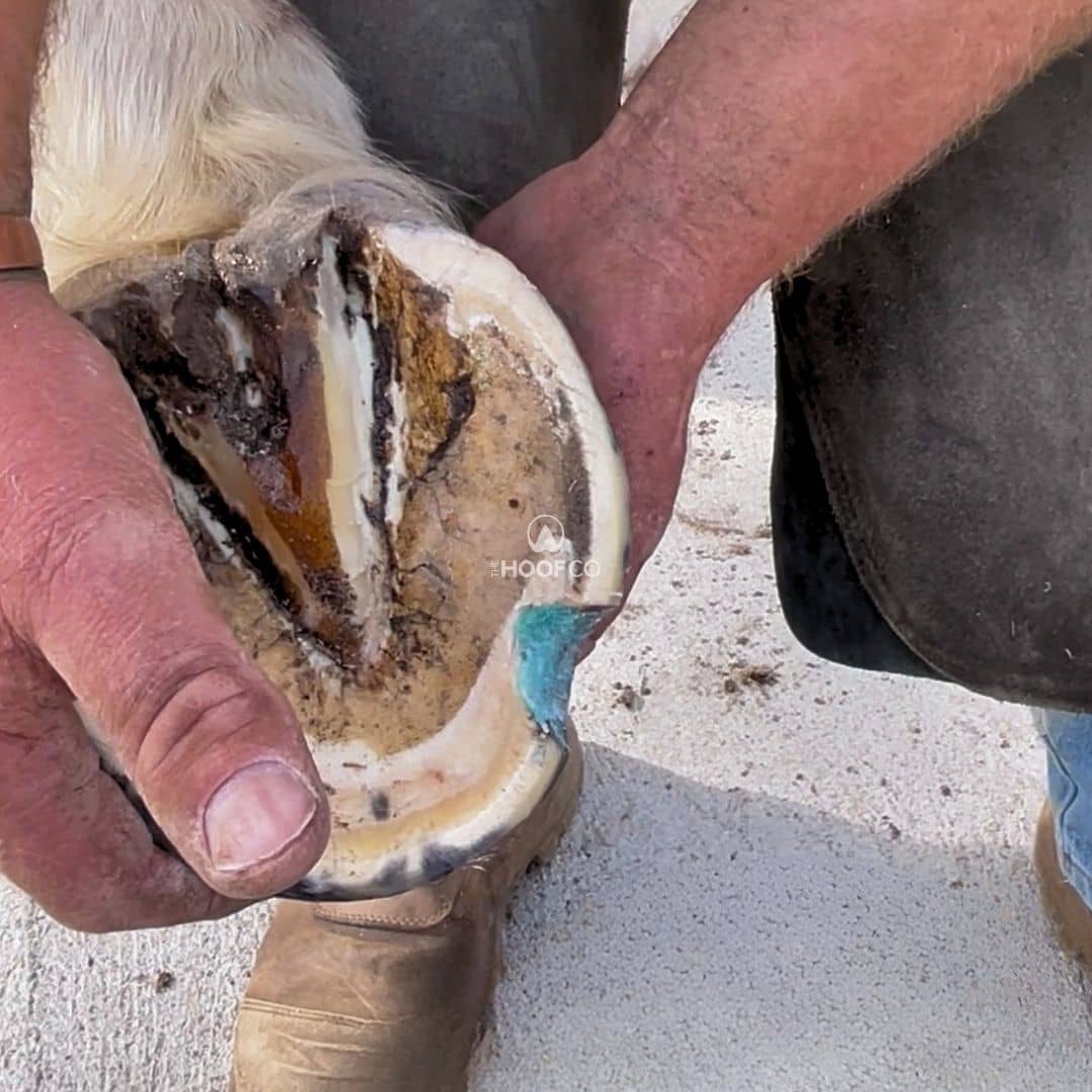 Beeswax Blue Balls applied to a managed horse hoof wall crevice