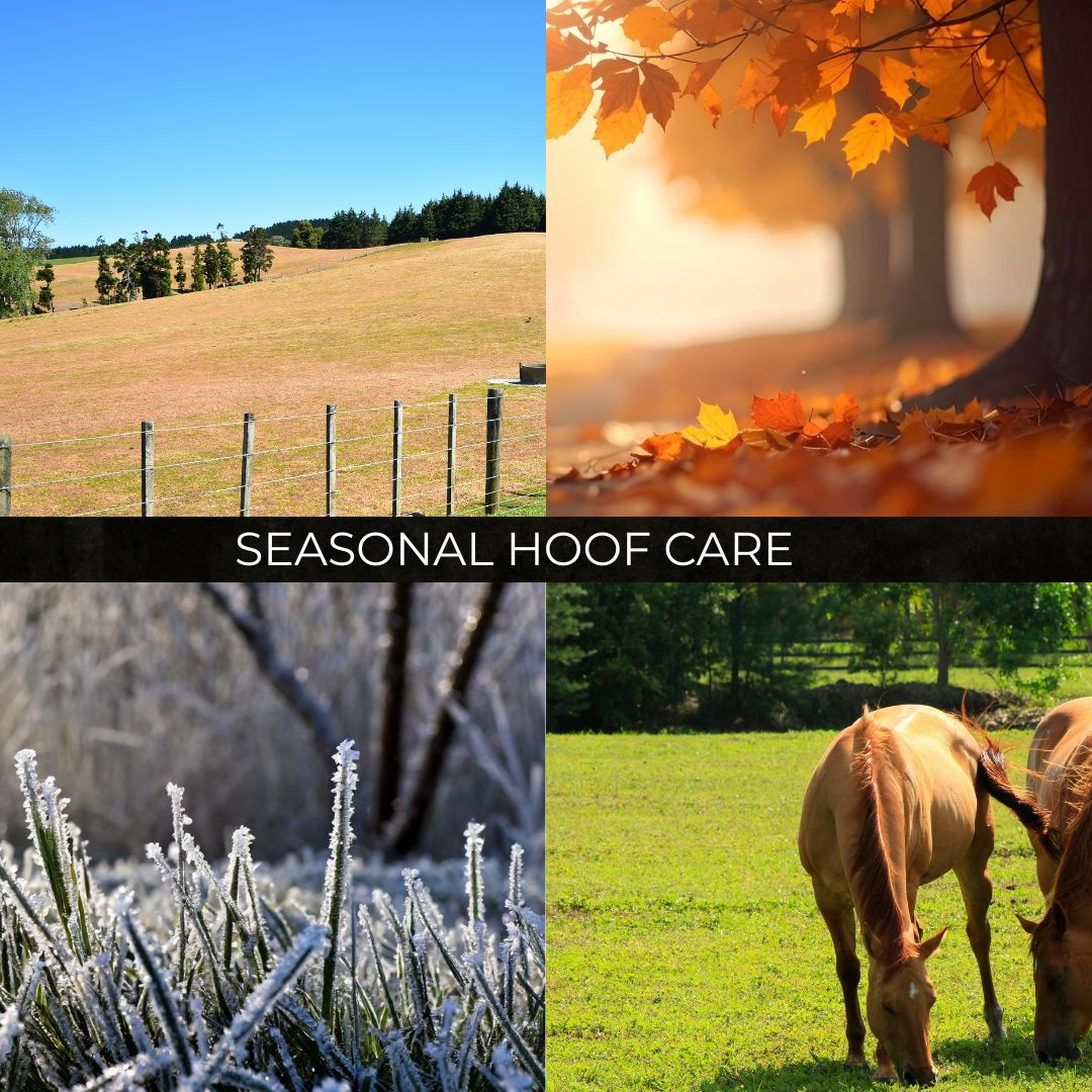 Seasonal Hoof Care Guide: Protecting Your Horse's Hooves Through Australia and New Zealand's Changing Weather