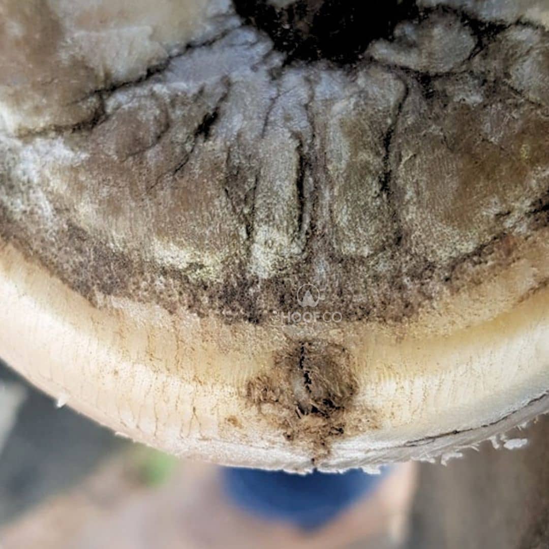 Close-up of a horse hoof showing seedy toe white line disease separation, Australian horse hoof care