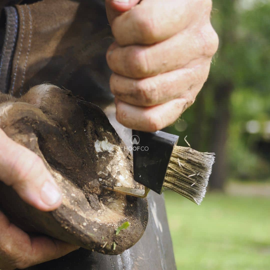 Horse hoof being cleaned with The Hoof Co hoof pick