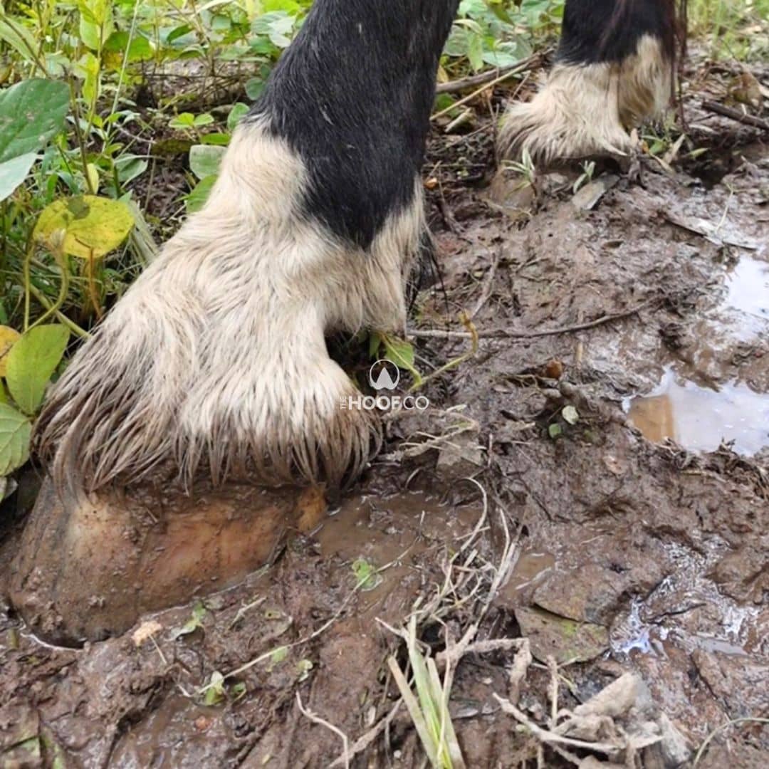 Horse hooves in wet winter conditions — winter hoof care guide for Australian horses