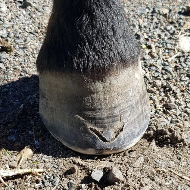 Fungal infection Horses Hooves