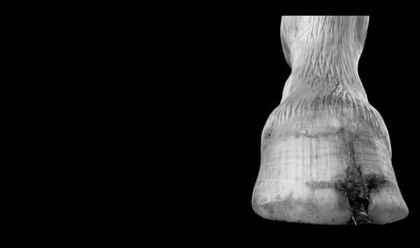 Horse hooves damaged from injury
