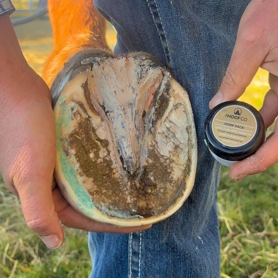 A hoof with Beeswax Blue Balls applied in separation and hoof pack clay on the frog for hoof hygiene