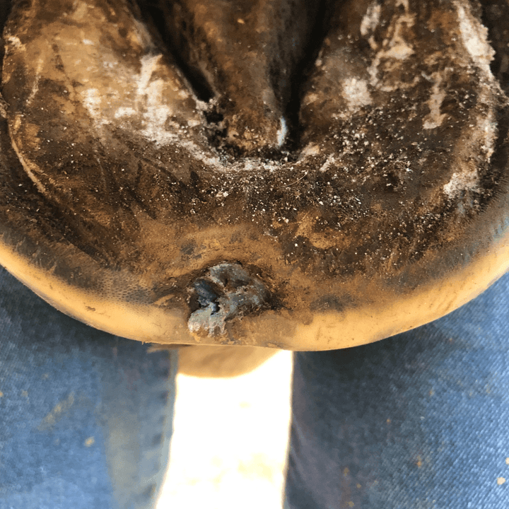 Beeswax Blue Balls seedy toe treatment for horses, applied directly to hoof cracks and separation for targeted hoof care