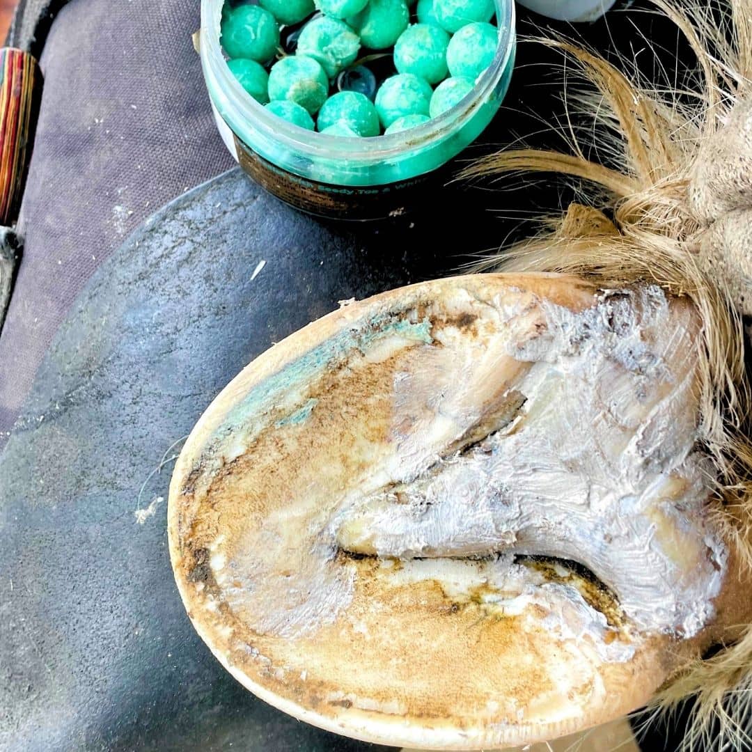 A hoof with hoof pack clay applied to the frog and beeswax blue hoof balls in the separation in the white line