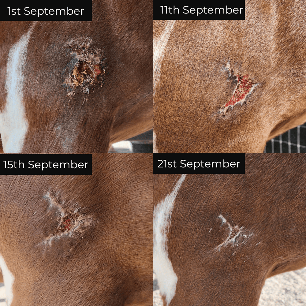 Wound balm for horses