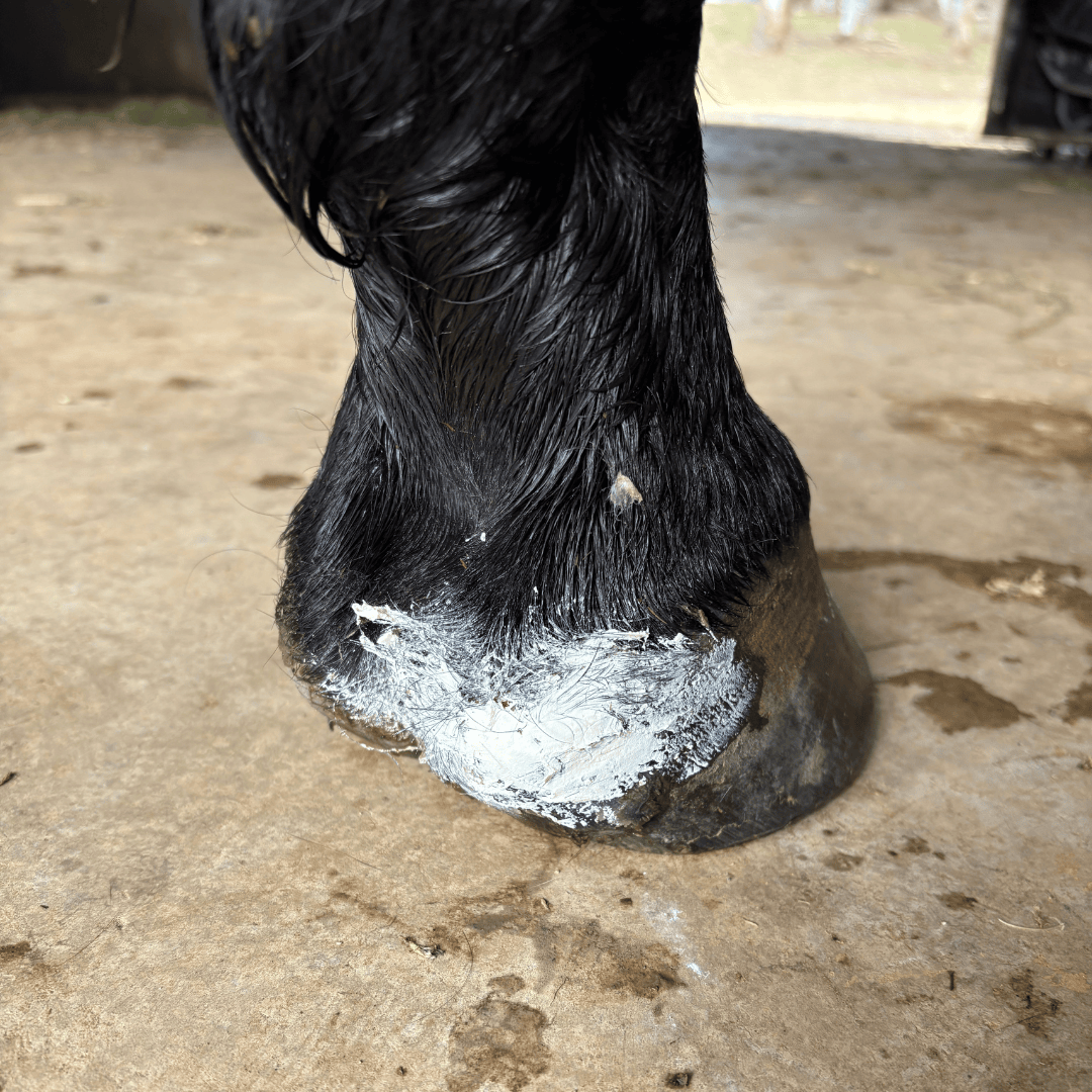 Manuka wound balm for horses