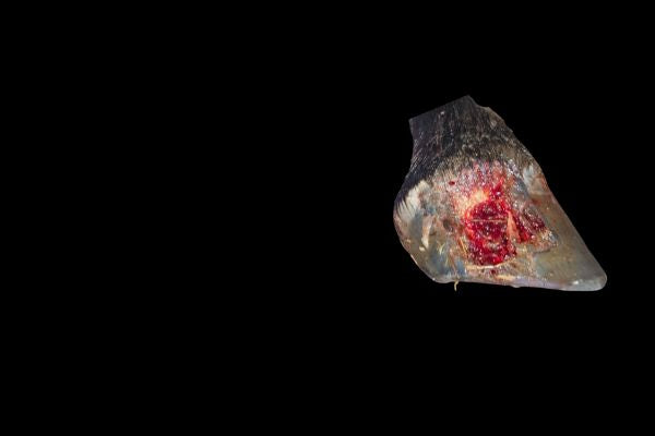 Close up of a horse hoof showing severe coronet band damage with raw exposed tissue at the hairline