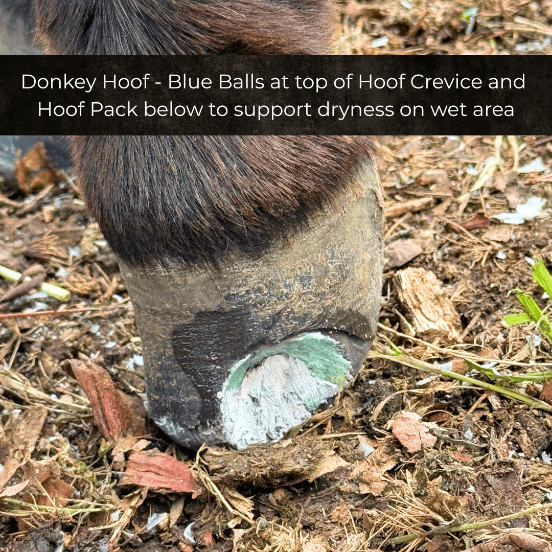Beeswax Blue Balls seedy toe treatment for horses, applied directly to hoof cracks and separation for targeted hoof care