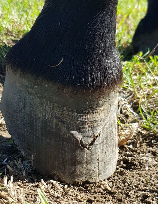 Fungal infections of the coronet band in horses