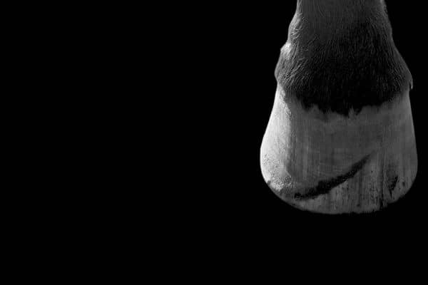Horse hooves with fungal infection