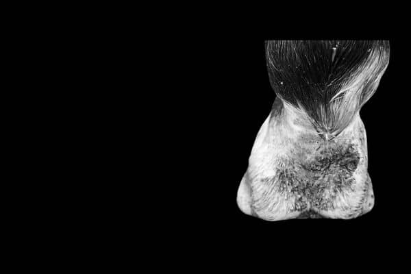 Greasy heel in horses hoof