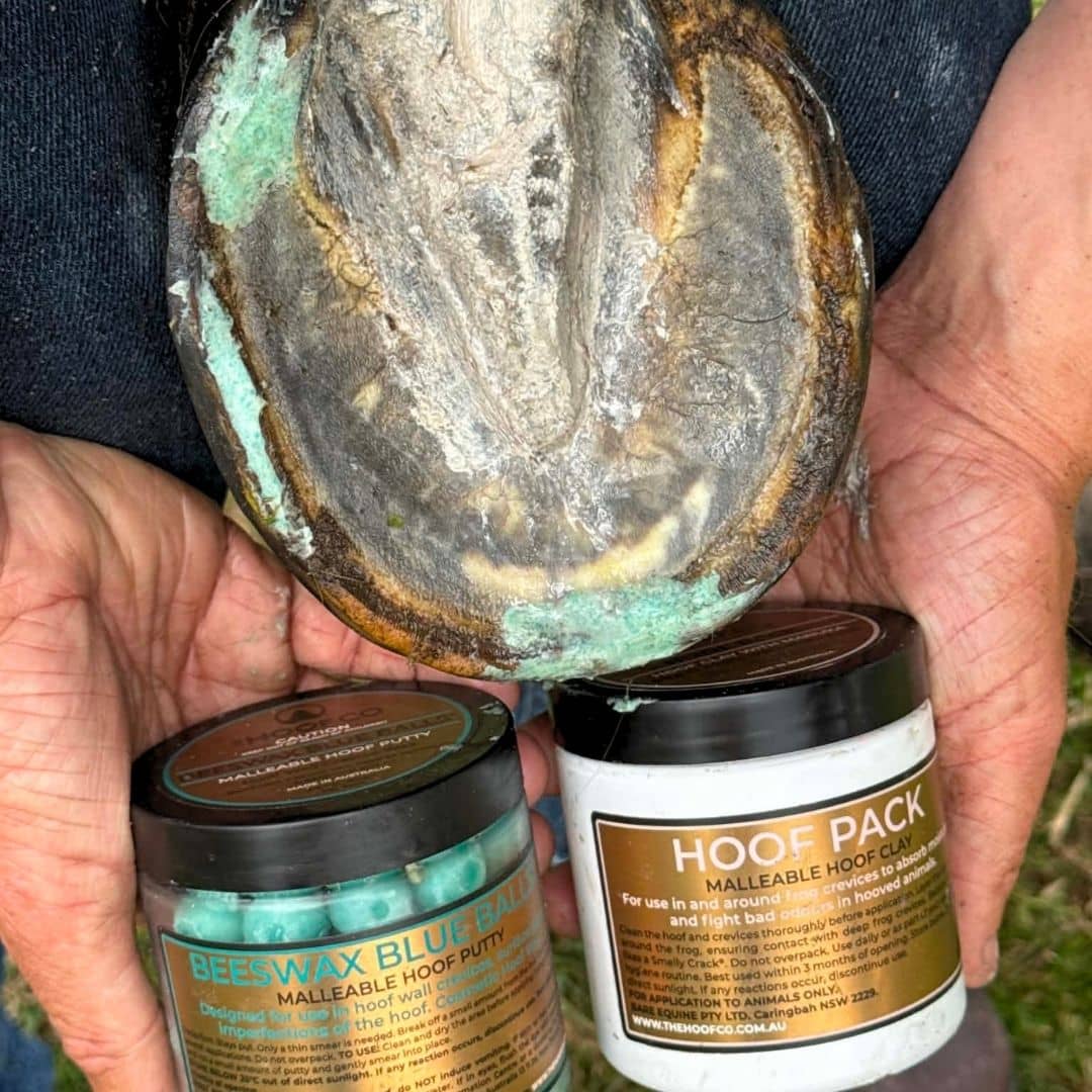 A weather damaged hoof showing application of hoof hyiene Beeswax Blue Balls hoof putty and Hoof Pack clay