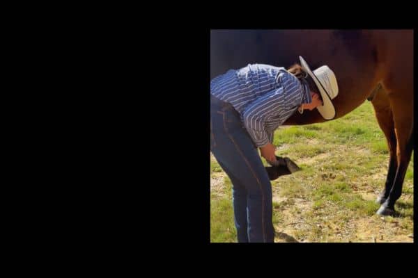 Spring hoof care for horses mobile hero banner with horse owner checking hooves on green spring pasture