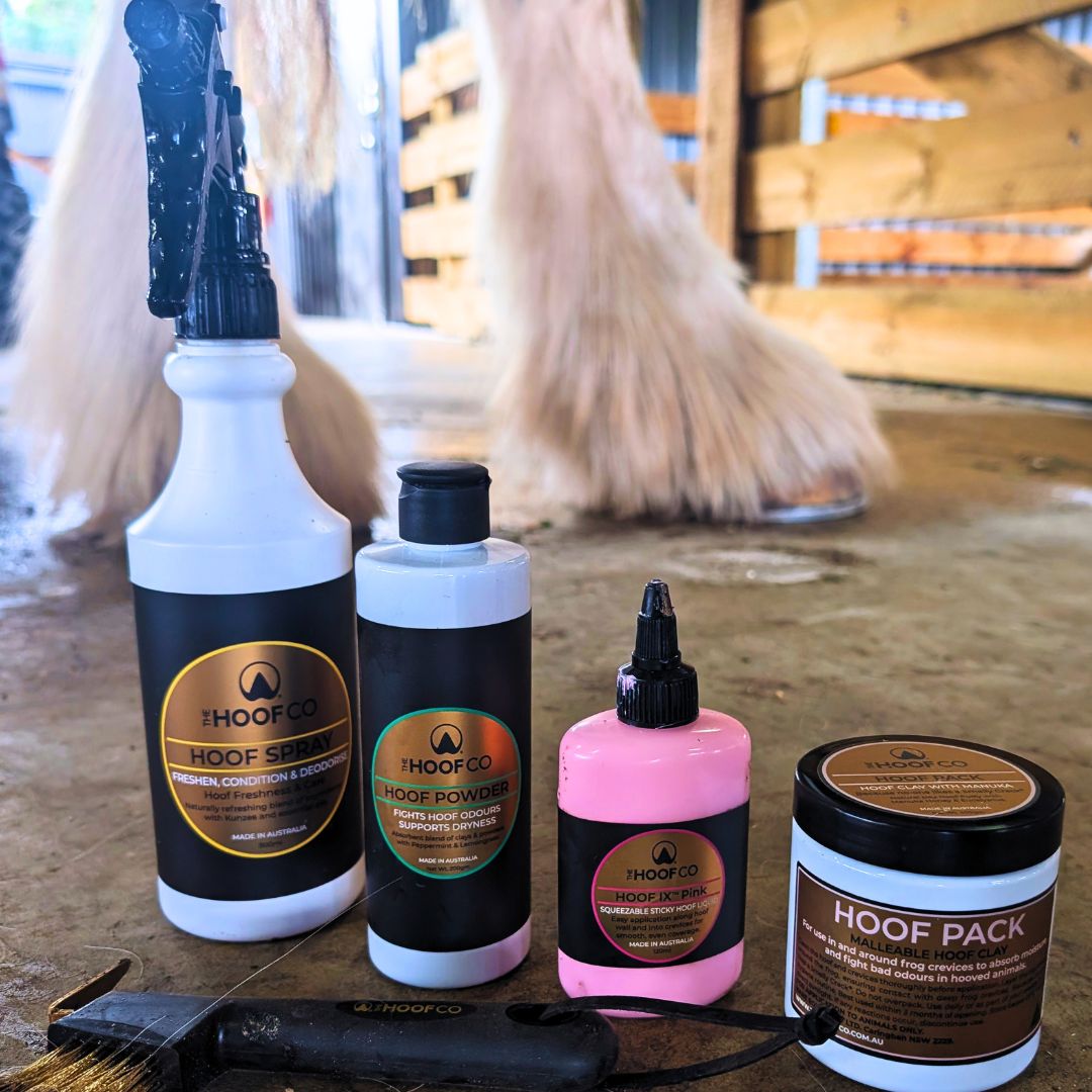 The hoof hygiene kit by the hoof co being used on clydesdale hooves daily