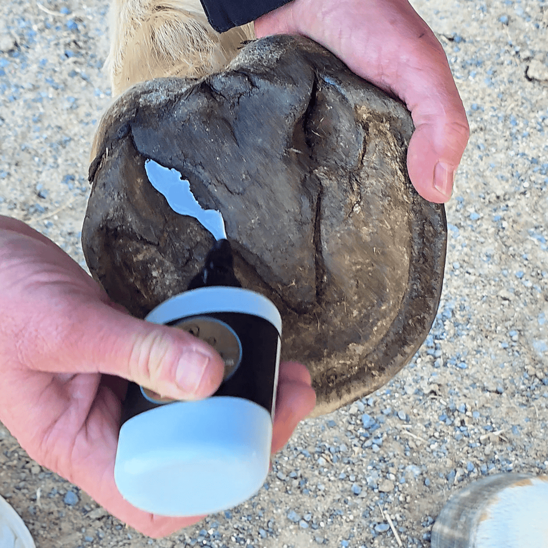 Hoof ix Blue hoof hygiene liquid seedy toe and hoof crevices