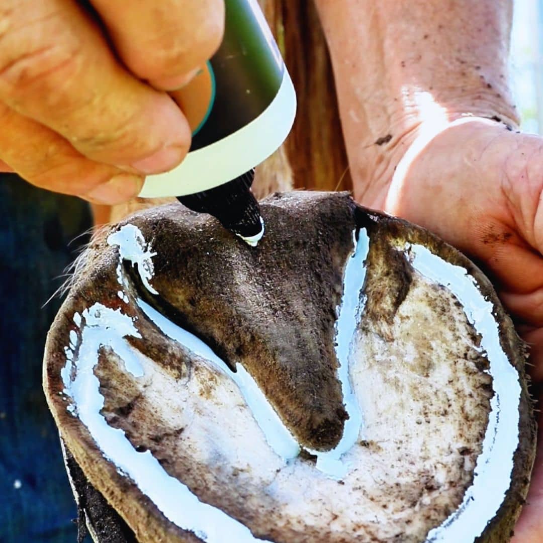 Hoof IX Blue being applied to a horse hoof with precision nozzle