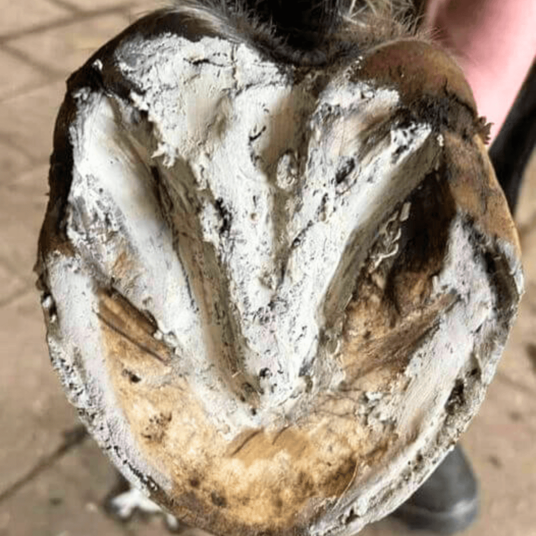 Hoof Pack for a "Smelly Crack"