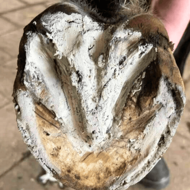 Hoof Pack for a "Smelly Crack"
