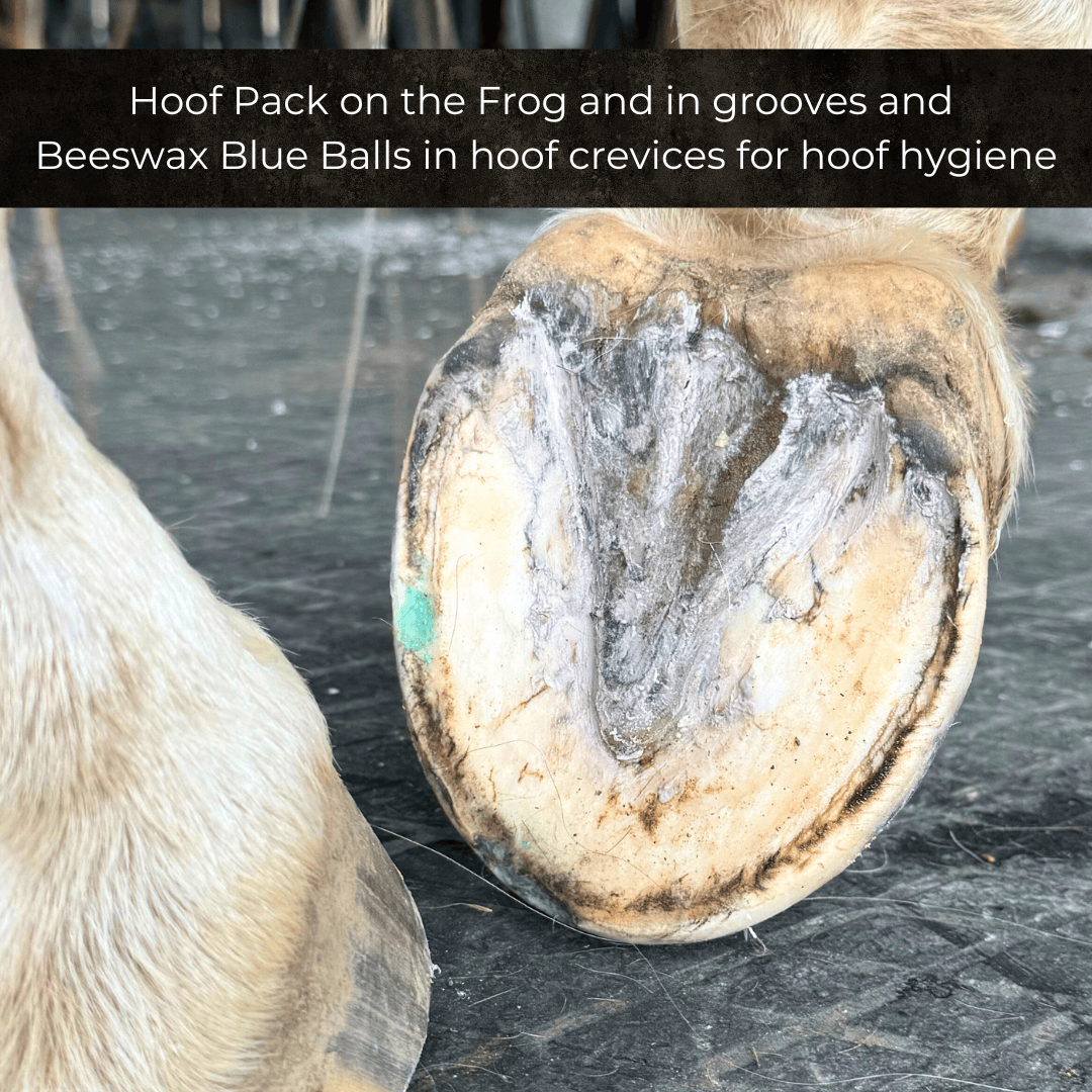 Beeswax Blue Balls seedy toe treatment for horses, applied directly to hoof cracks and separation for targeted hoof care