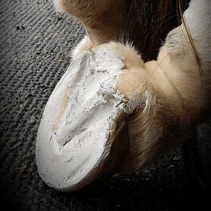 Hoof Pack for a "Smelly Crack"