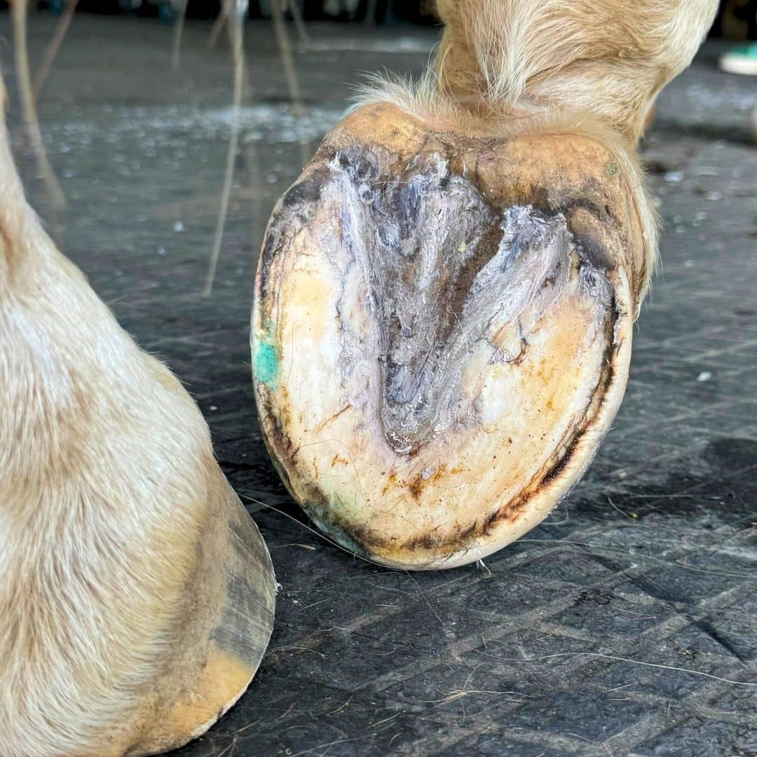 A hoof showing blue balls in the separation in the white line and hoof pack clay on the frog hoof care essentials