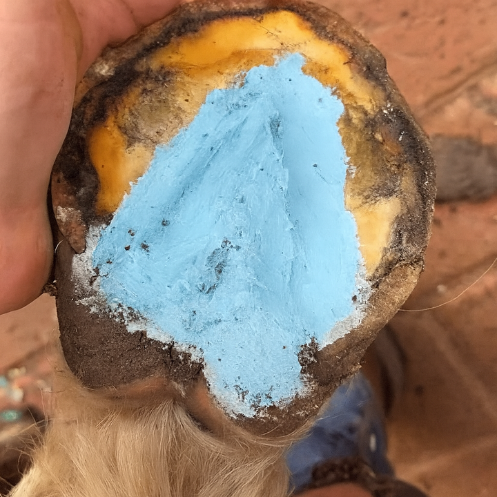 Hoof paste for thrush in horses hooves