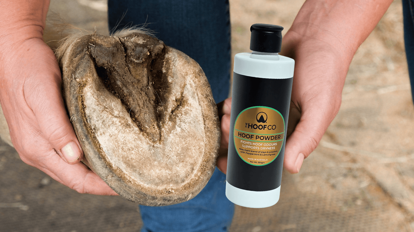 Hoof Powder for Thrush in horses hooves