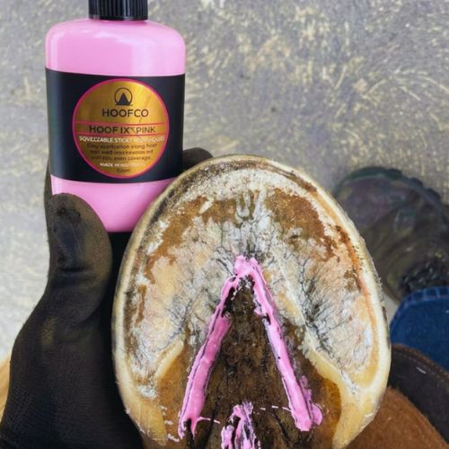 Hoof care horses frog